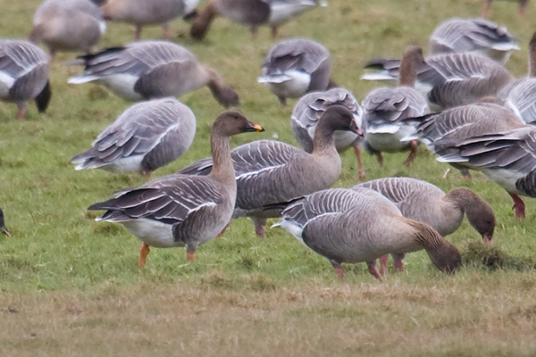 Tundra Bean Goose