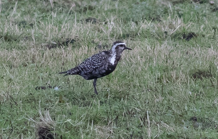 American Golden Plover