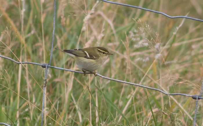 Yellow-browed Warbler