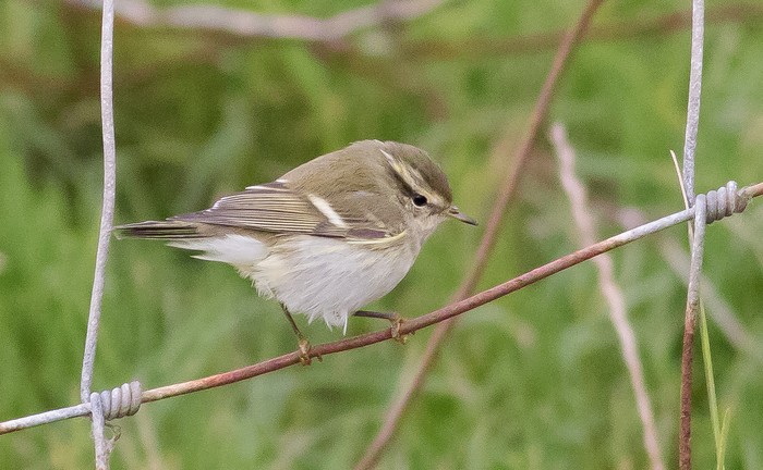 Yellow-browed Warbler