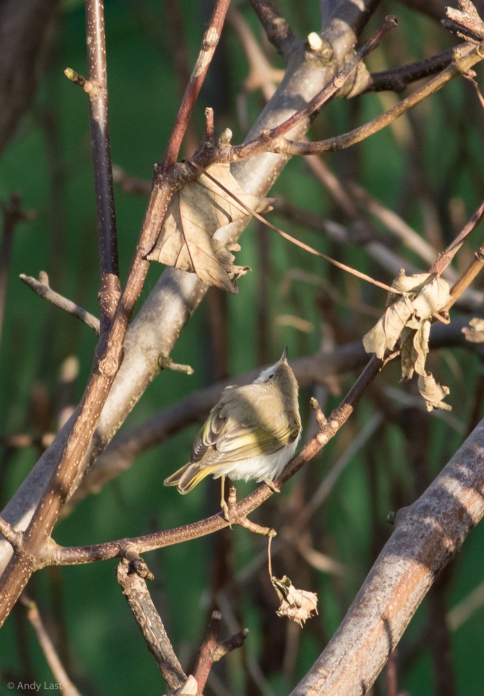 Western Bonelli's Warbler