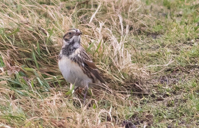 Lapland Bunting