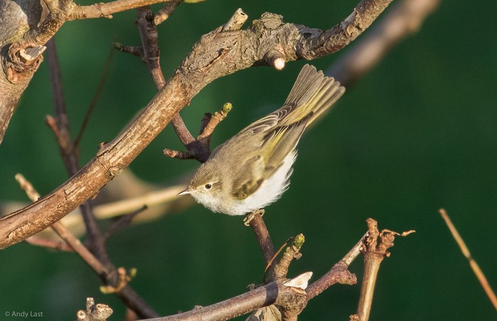 Western Bonelli's Warbler