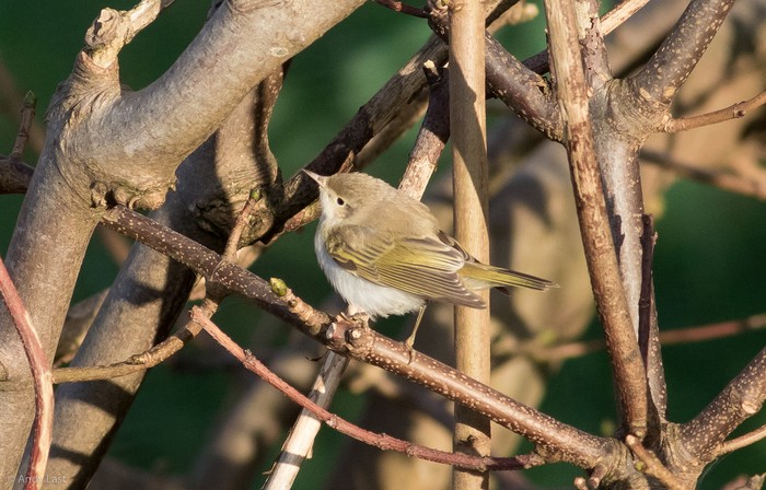 Western Bonelli's Warbler