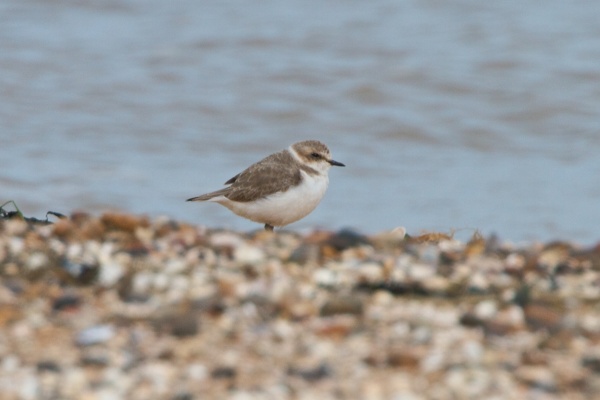 Kentish Plover