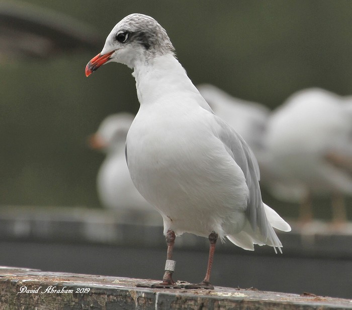 Mediterranean Gull