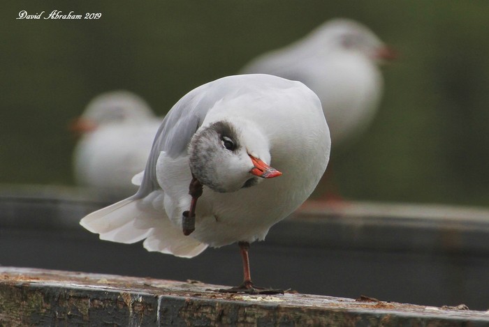 Mediterranean Gull