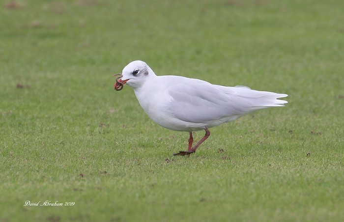 Mediterranean Gull