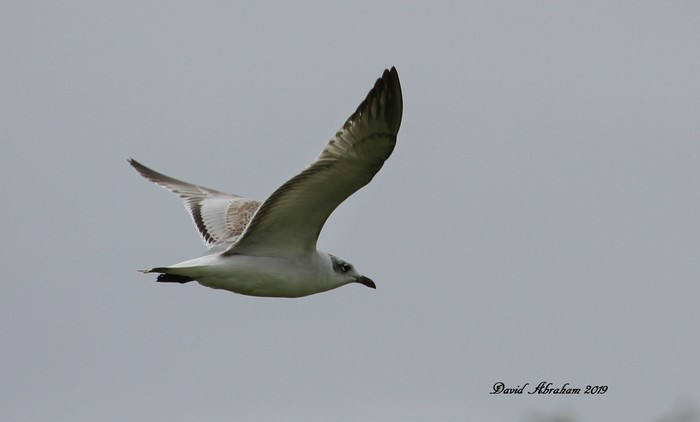 Mediterranean Gull