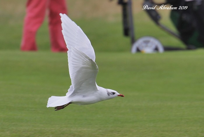 Mediterranean Gull