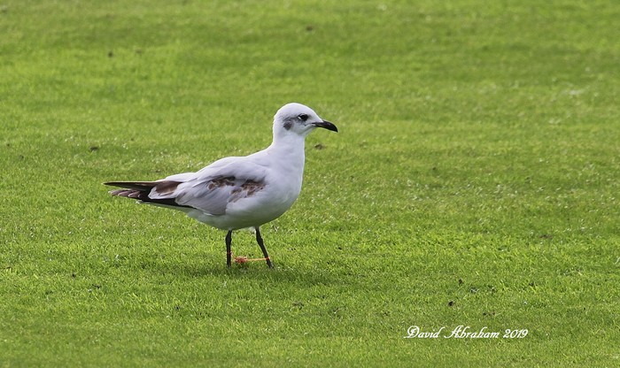Mediterranean Gull