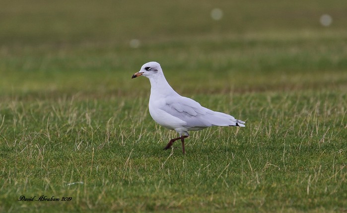 Mediterranean Gull