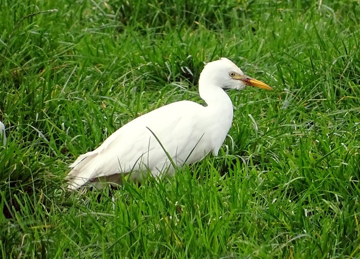 Cattle Egret