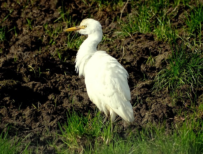 Cattle Egret