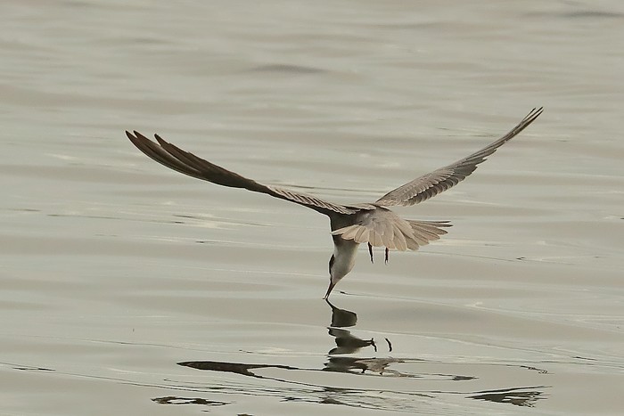 American Black Tern