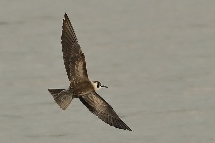 American Black Tern