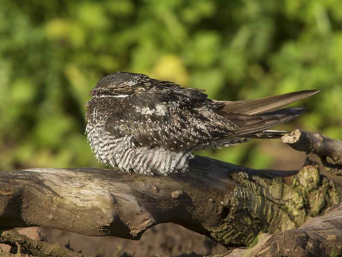Common Nighthawk