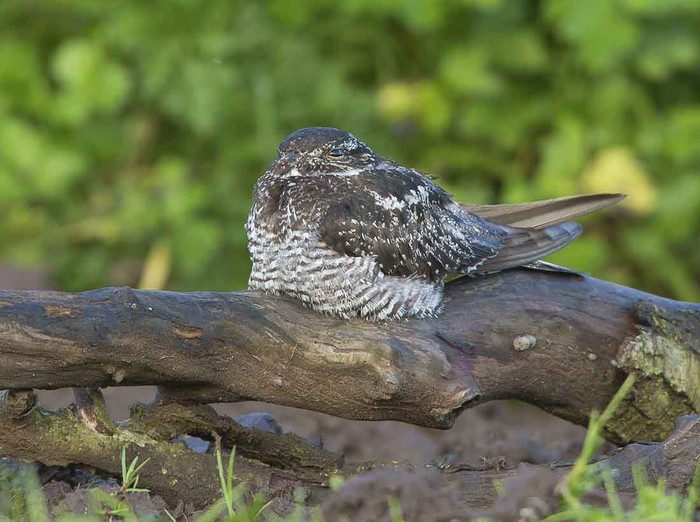 Common Nighthawk