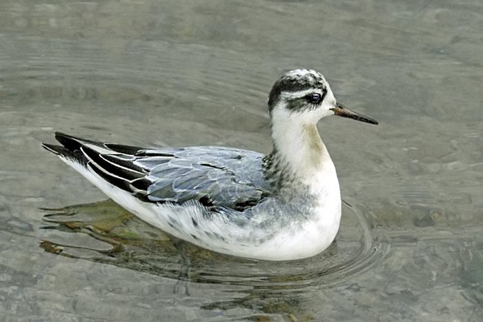 Grey Phalarope