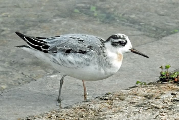 Grey Phalarope