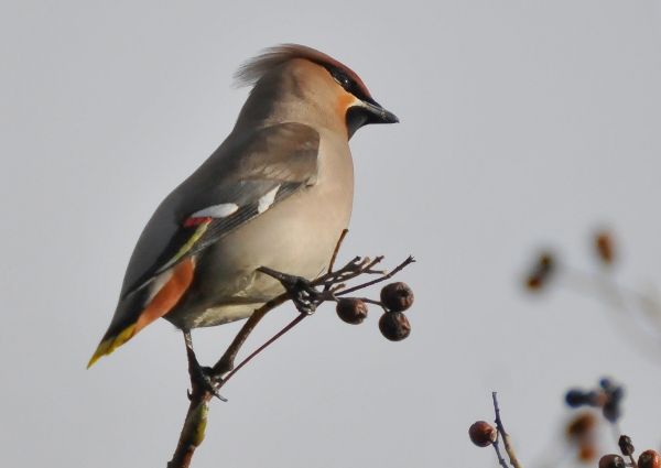Waxwing