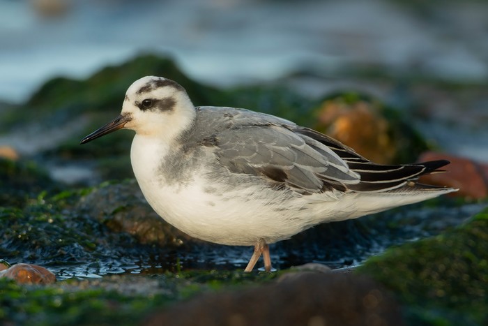 Grey Phalarope