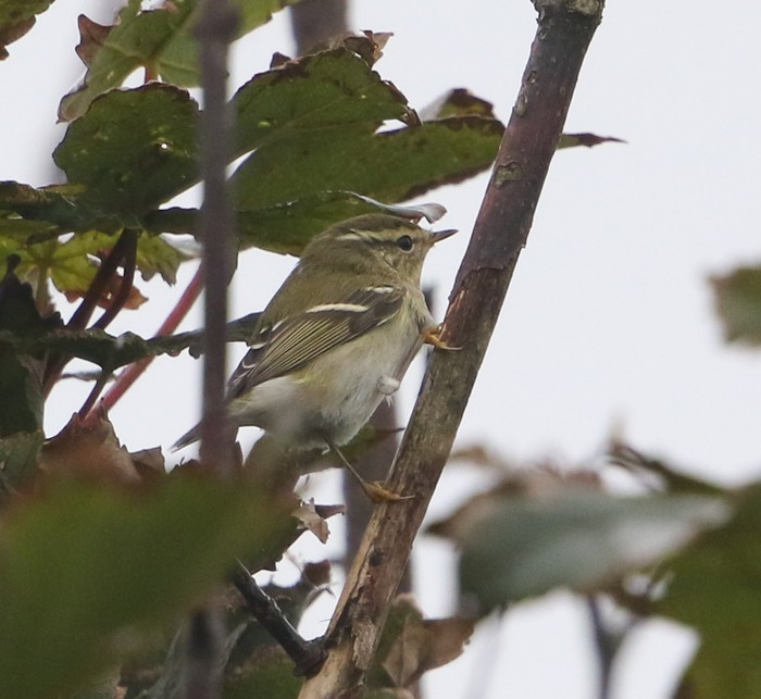 Yellow-browed Warbler