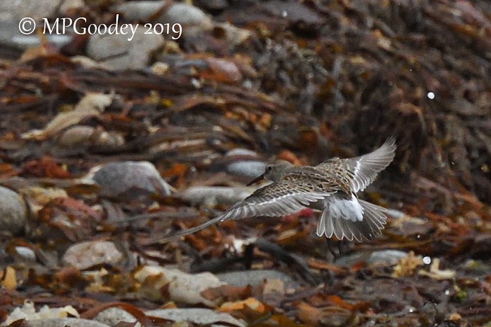 White-rumped Sandpiper