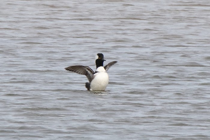 Hooded Merganser