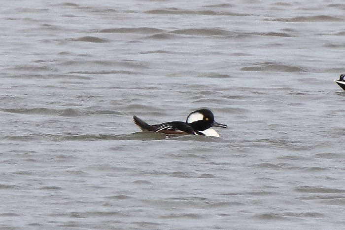 Hooded Merganser