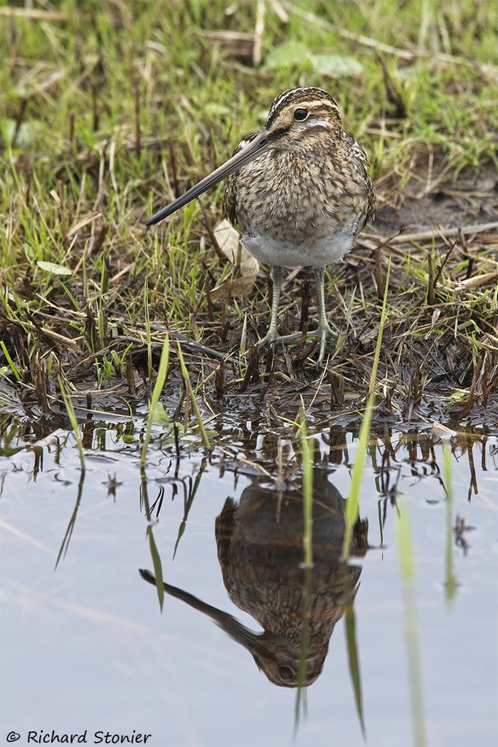 Snipe