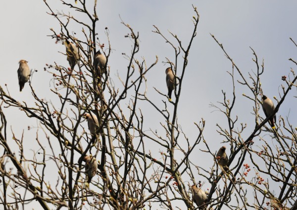 Waxwing