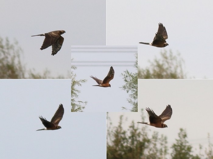 Pallid Harrier