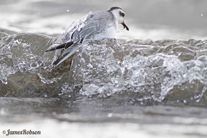 Grey Phalarope