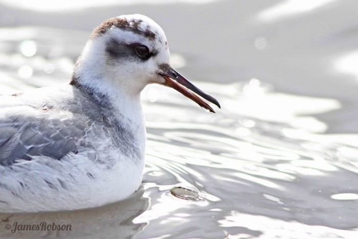 Grey Phalarope