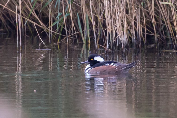 Hooded Merganser