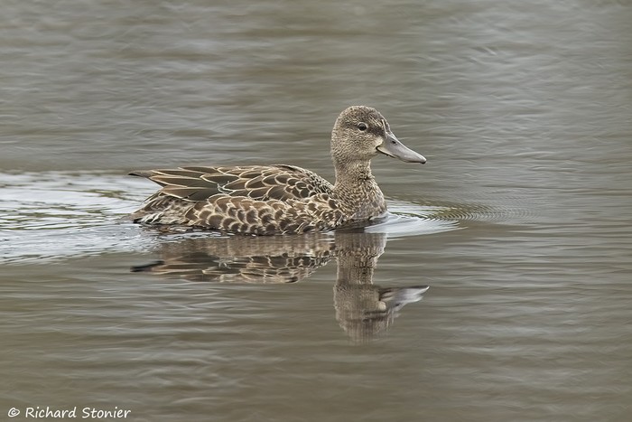 Blue-winged Teal