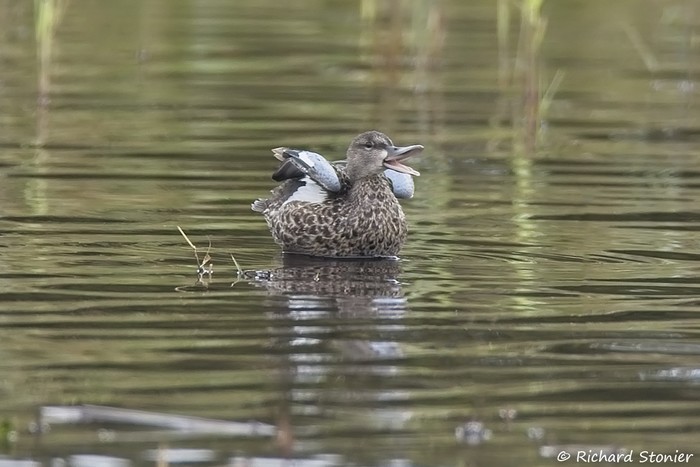 Blue-winged Teal
