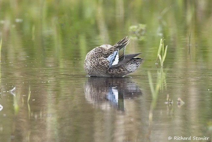 Blue-winged Teal