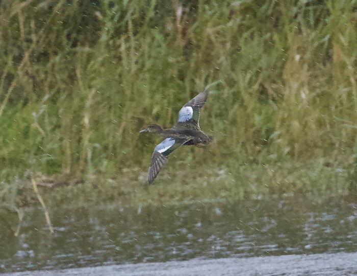 Blue-winged Teal