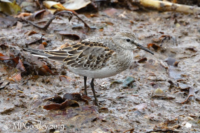 White-rumped Sandpiper