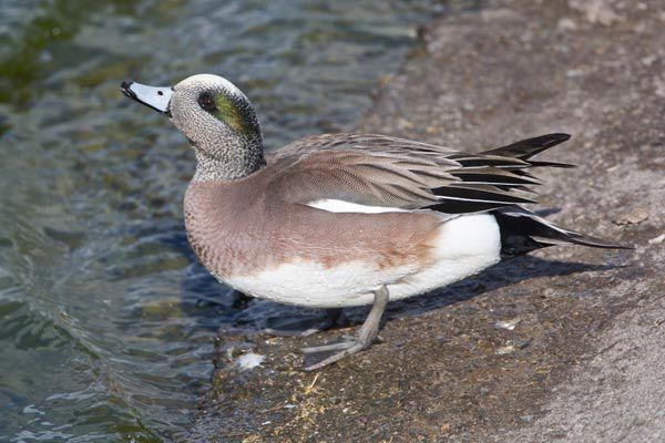 American Wigeon