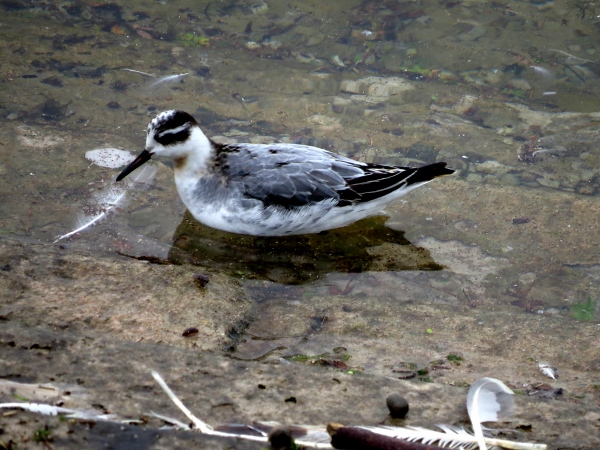 Grey Phalarope