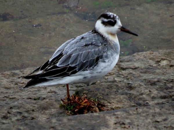 Grey Phalarope