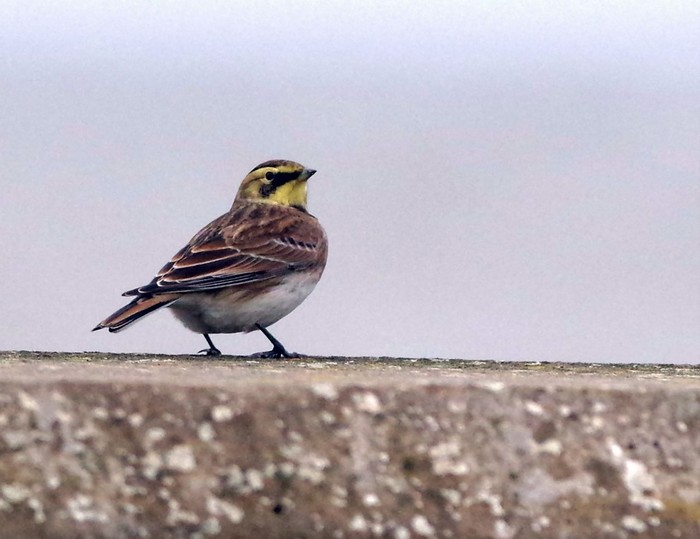 Shorelark