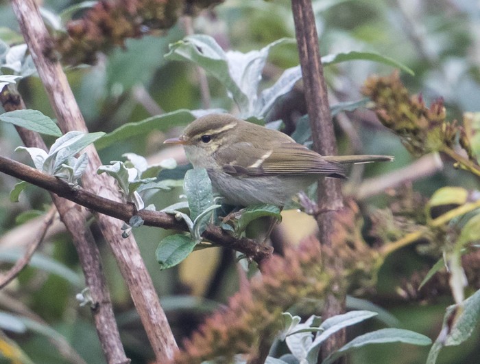 Two-barred Greenish Warbler