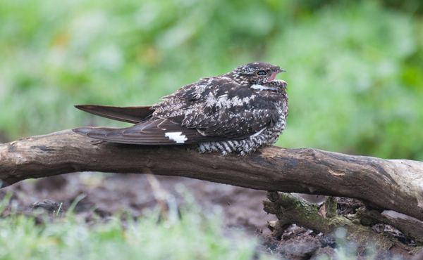 Common Nighthawk