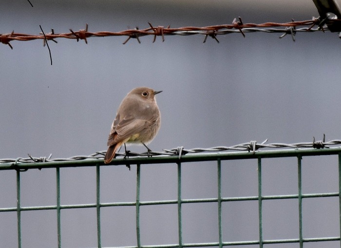 Black Redstart