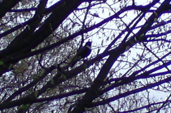Ring Ouzel