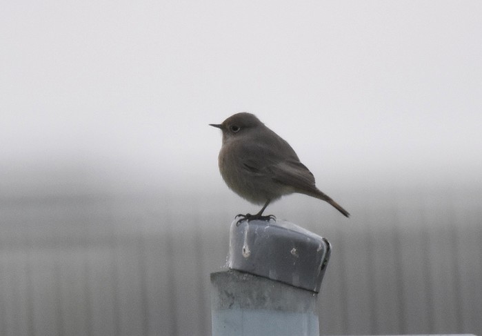 Black Redstart